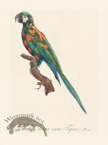 Barraband Parrot 010